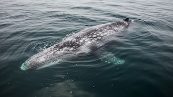 Ballena gris lucha por sobrevivir en las frías aguas del Pacífico Norte - VisualesIA ScribNews