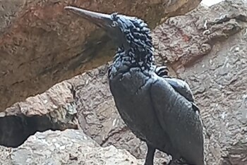 Animales afectados por el derrame