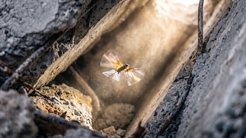 Desarrollan un robot inspirado en insectos que promete revolucionar la exploración en entornos extremos