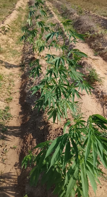 Cultivo de cáñamo en Colombia