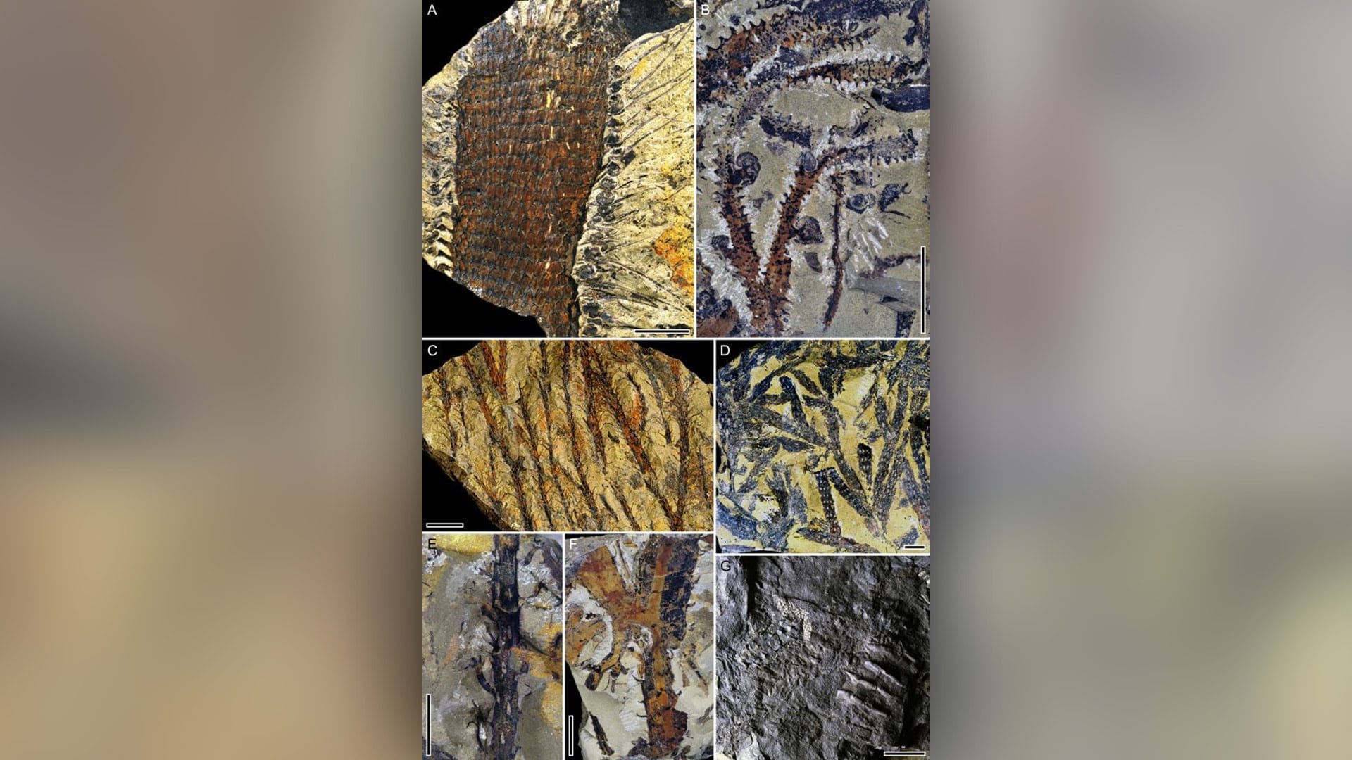 Los investigadores recuperaron 241 fragmentos de ámbar de entre 0,1 y 1,5 milímetros a partir de carbón de la formación Hujiersite, en China./Science Advances