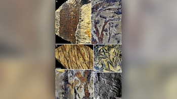 El ámbar más antiguo del mundo: tiene 385 millones de años y fue descubierto en China