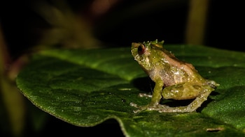 Investigadores describen una nueva especie