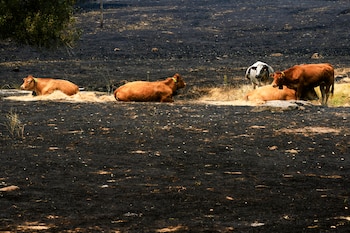 Gado na área afetada pelo incêndio em Burgohondo, segunda-feira perto de La Adrada (Ávila). (EFE/Raúl Sanchidrián)
