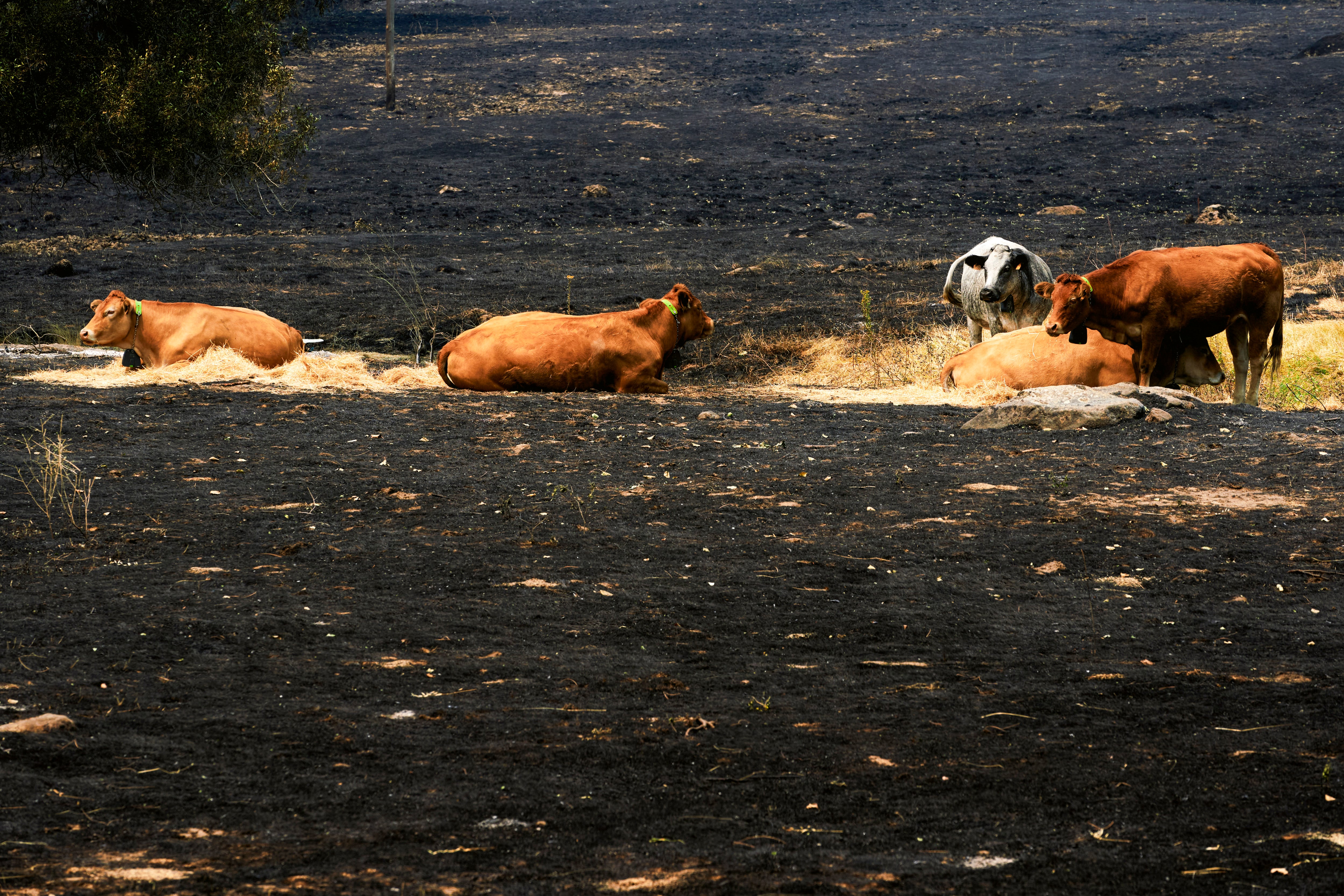 Ganado en una zona afectada por el incendio de Burgohondo, este lunes en las proximidades de La Adrada (Ávila). (EFE/Raúl Sanchidrián)