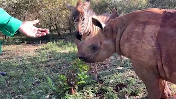 Su inesperada amistad se ha