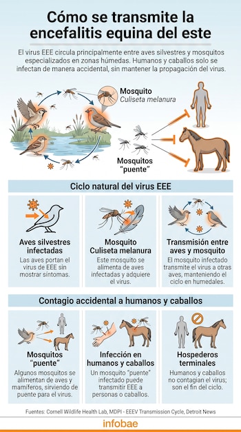 Infografía del ciclo de transmisión de la encefalitis equina del este (EEE), con dibujos de aves, mosquitos de varios tipos, una persona y un caballo.