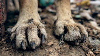 Comunidad en Soacha denunció que un hombre arrolló a una perrita y se dio a la fuga: había prometido llevarla al veterinario