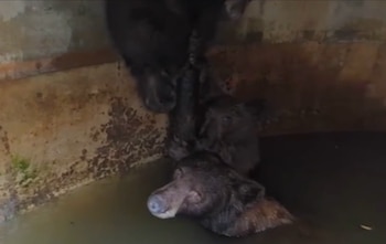 Un oso asoma la cabeza sobre el agua en una estructura de concreto mientras otro animal permanece junto a la pared
