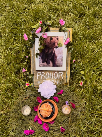 Altar sobre el césped con la foto de un león, flores de varios colores, platos con un limón y una calabaza pequeña, y dos velas en vasos