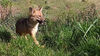 Serfor descarta maltrato contra zorro