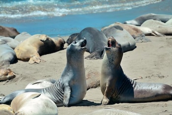 Dos focas con la boca abierta erguidas sobre la arena en una playa donde reposan otros ejemplares junto al mar