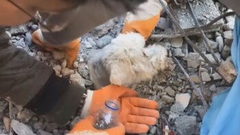 El perro intentaba salir desesperedamente