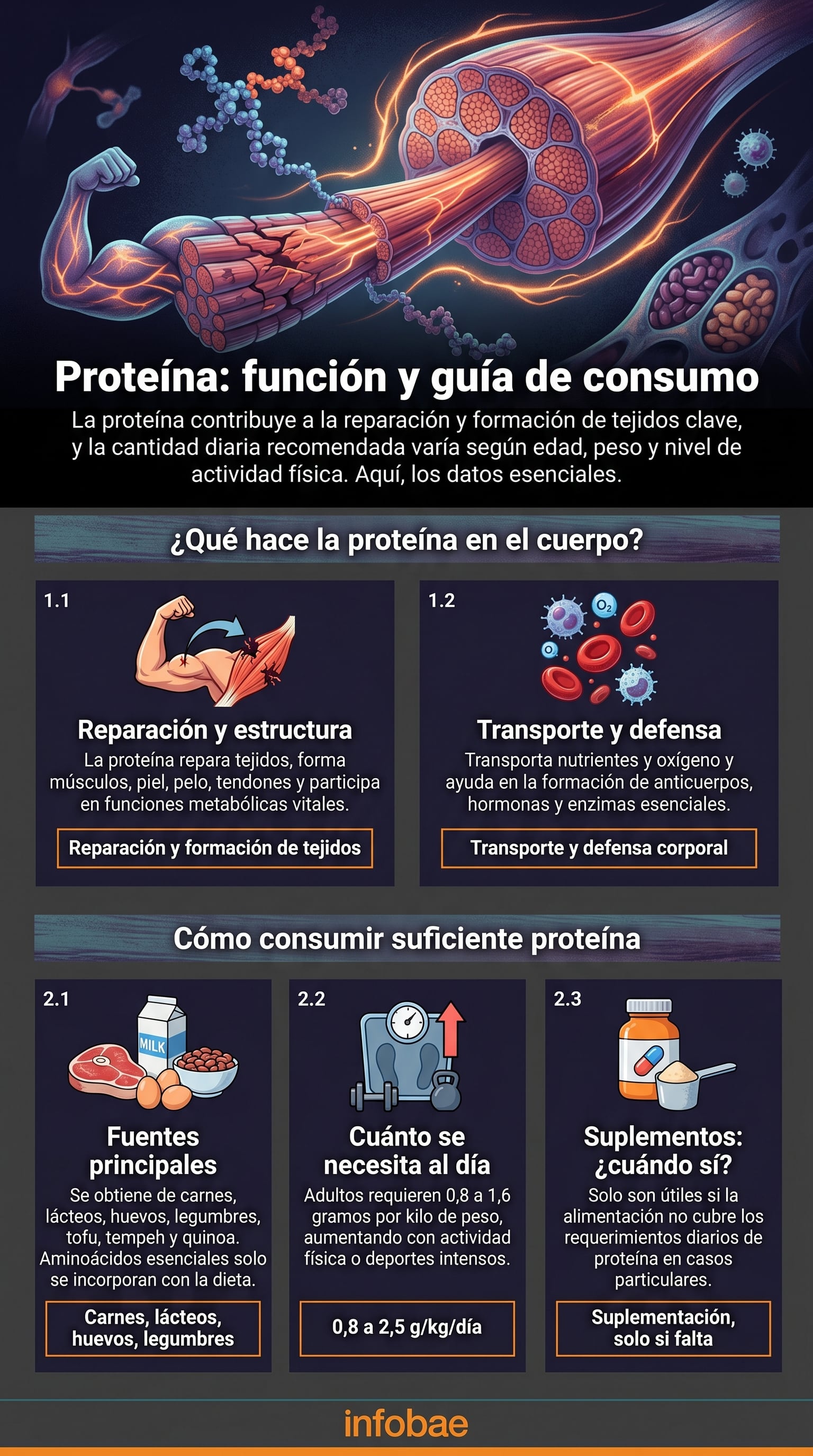 La proteína es esencial para la reparación de tejidos y funciones metabólicas, con una ingesta diaria que varía según peso y actividad física. (Imagen Ilustrativa Infobae)