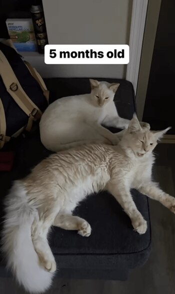La historia detrás del gato gigante que causa sensación en TikTok (Captura de pantalla)