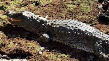 Jujuy: una yacaré overo fue rescatada tras quedar atrapada en una represa