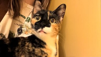 Puddles se adaptó sin problemas