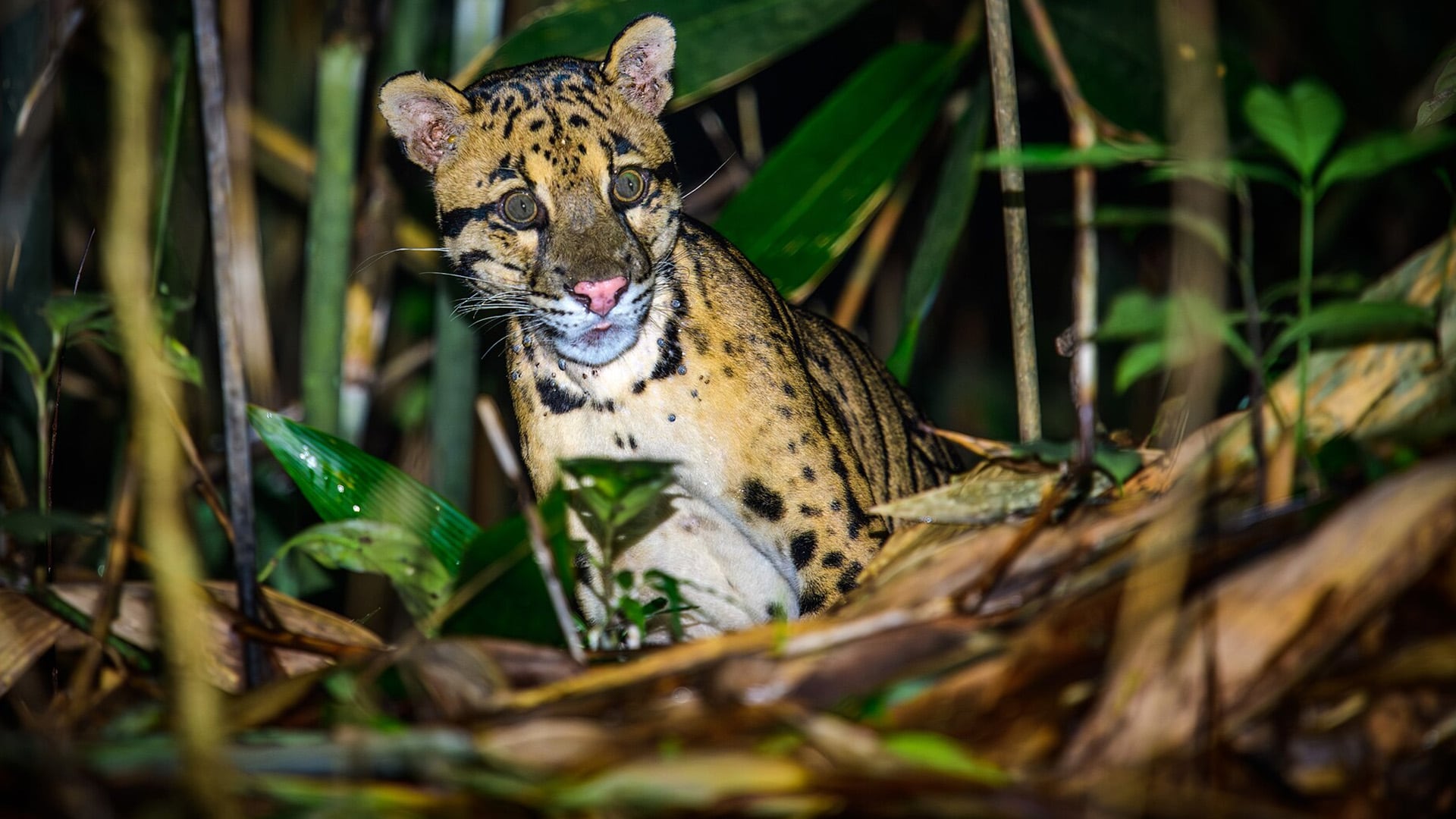 El felino presenta los colmillos más grandes en proporción al tamaño de su cabeza entre los felinos vivos (Wikimedia)