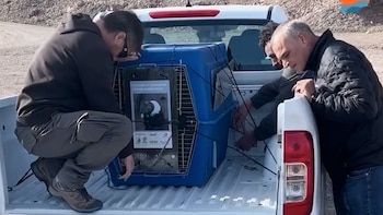 Dos hombres aseguran una jaula de transporte de animales azul con correas negras en la caja de una camioneta pickup blanca, en un paisaje árido