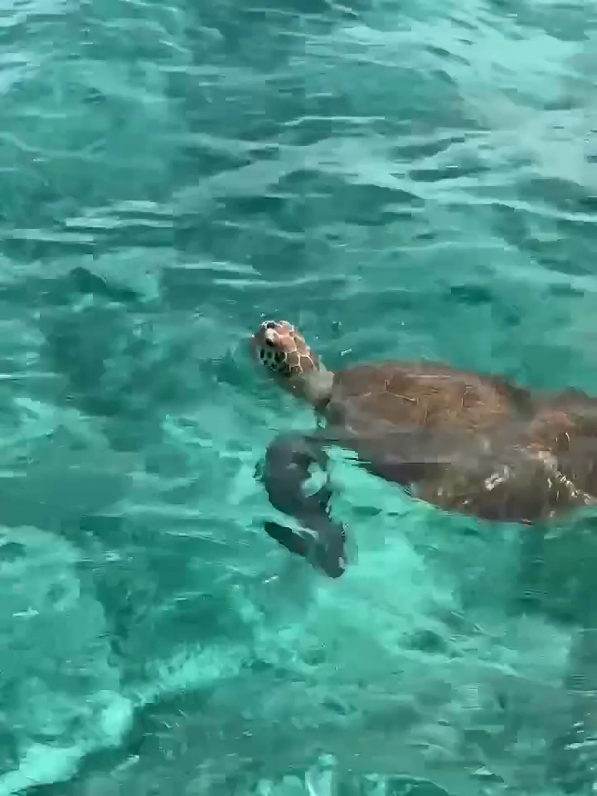 Antonela compartió una escena idílica en sus redes sociales, acompañada de un breve video de una tortuga marina en las profundidades (@antonelaroccuzzo)