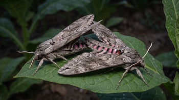 Dos polillas grandes de color gris con franjas rosadas y negras en el abdomen posadas sobre una hoja verde de amplio tamaño.