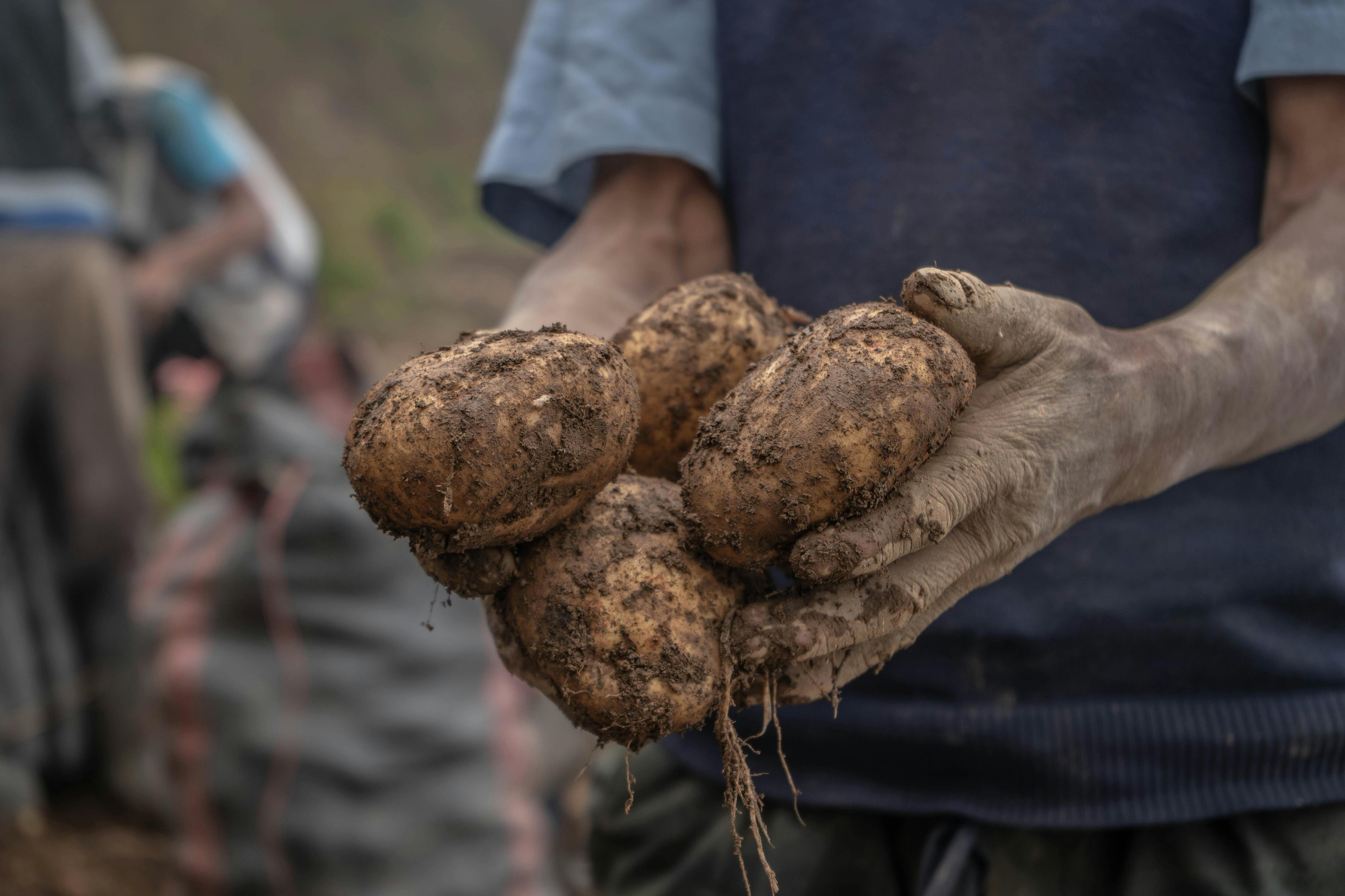 Un agricultor de patatas se ve obligado a paralizar su trabajo (Pexels)