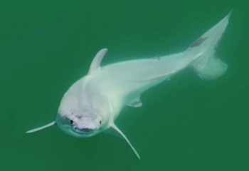 Investigadores captaron las primeras imágenes