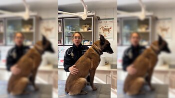 Los veterinarios de la Policía