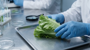 Qué es la cyclosporiasis, la infección intestinal producida por un parásito que preocupa a los expertos en Estados Unidos