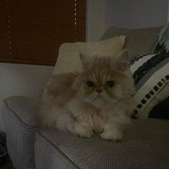 El felino alejó a varios