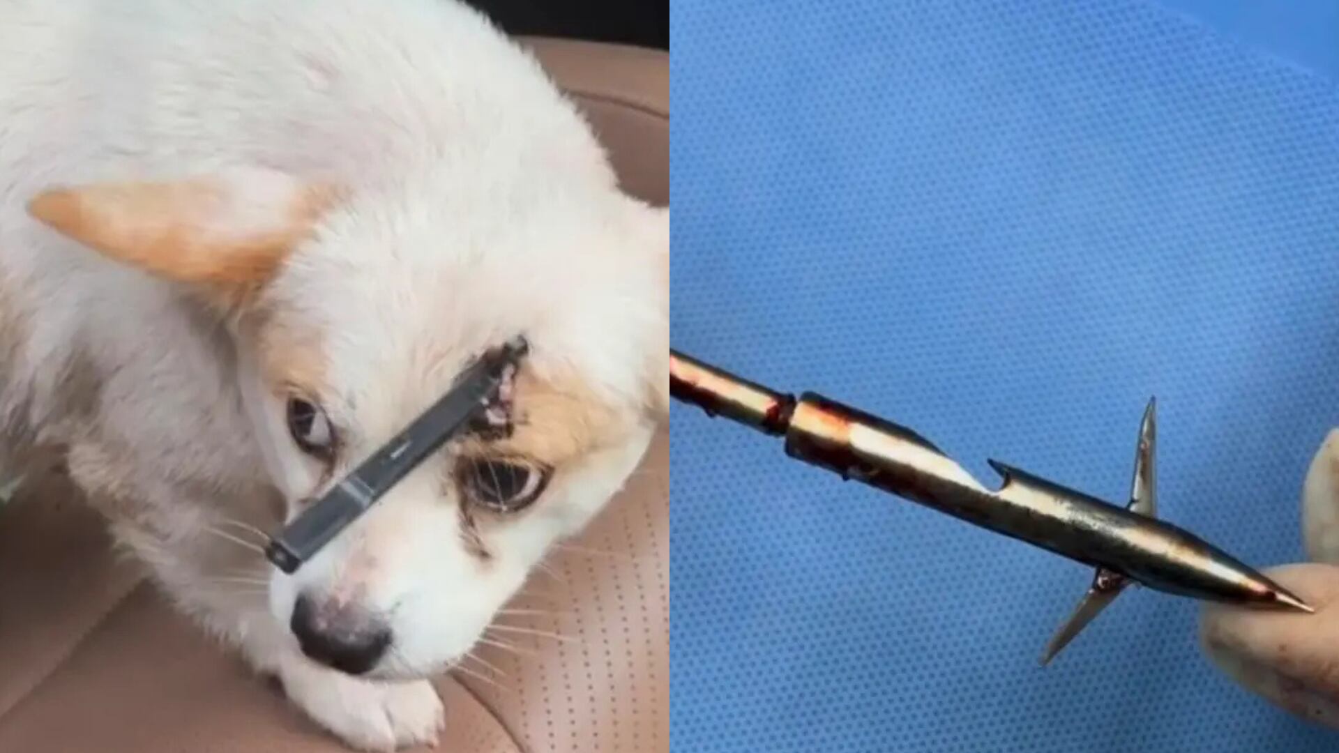 El video generó repercusión por el maltrato animal que sufrió la perrita protagonista del clip (TikTok)