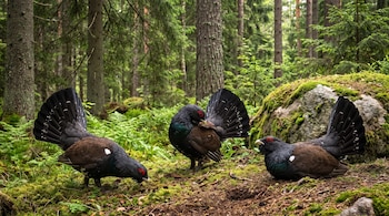 Tres urogallos de plumaje oscuro y cola abierta sobre un suelo con musgo, helechos y rocas junto a varios árboles.