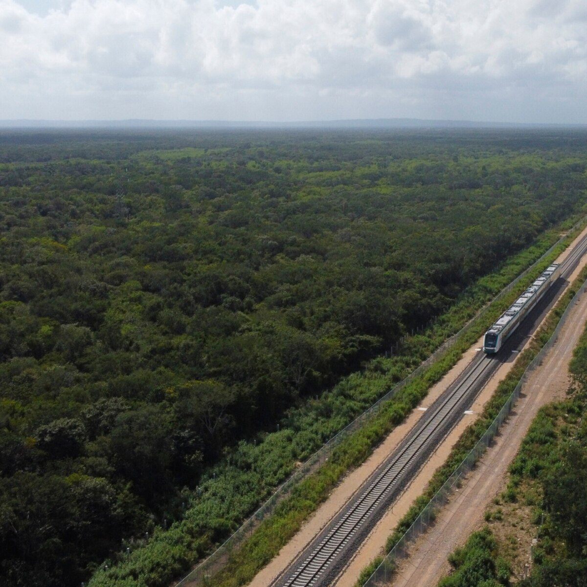 Semarnat reconoce daños por Tren Maya; señala que se requiere una restauración integral en la zona - Infobae