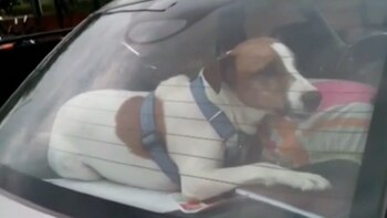 Inadecuado transporte de animales al