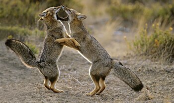Zorros jugando en Península Valdés,