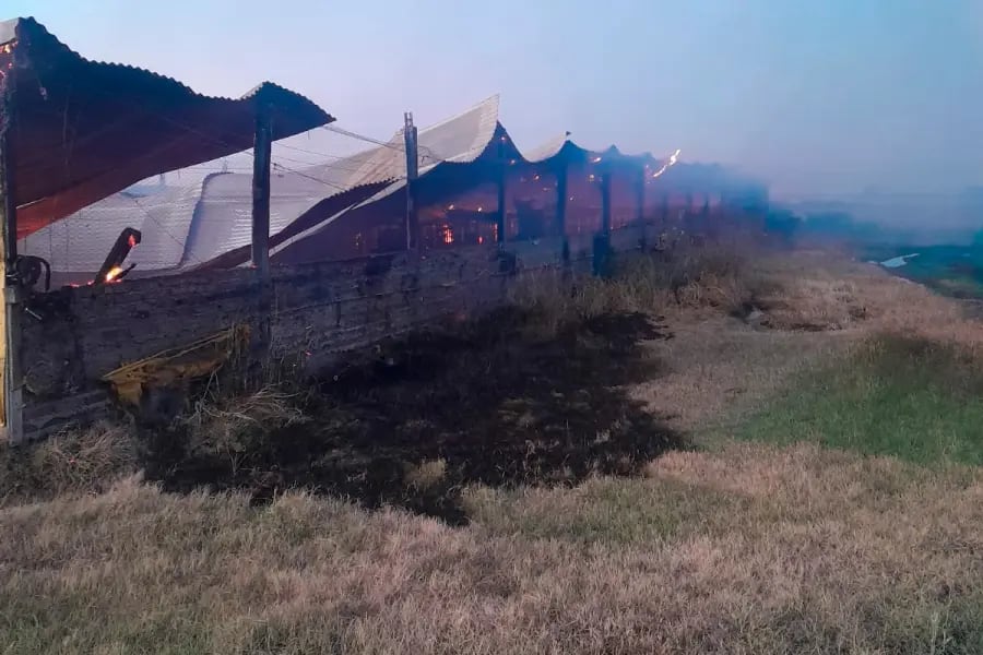 Las pérdidas económicas fueron estimadas en 300 millones de pesos tras la muerte de aproximadamente 500 cerdos