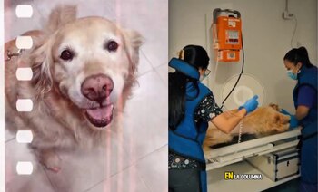 La mascota fue golpeada a