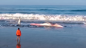 Una persona con abrigo naranja mira una ballena tendida en la orilla del mar con olas rompiendo sobre la arena.