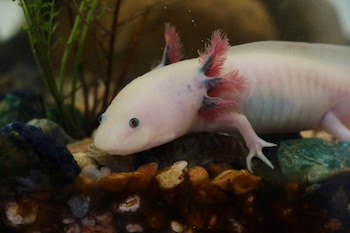 Ejemplar de ajolote de color rosa. (Amandasofiarana/Wikimedia Commons)