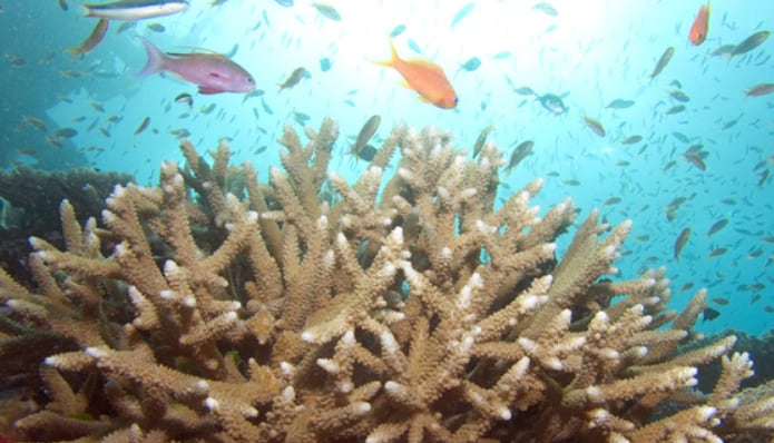 Estas especies son indicadores fundamentales de la salud de los arrecifes en el Atlántico occidental (Center For Biological Diversity)