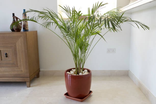 Esta planta ofrece un toque tropical a la decoración dentro del hogar. Foto: (iStock)