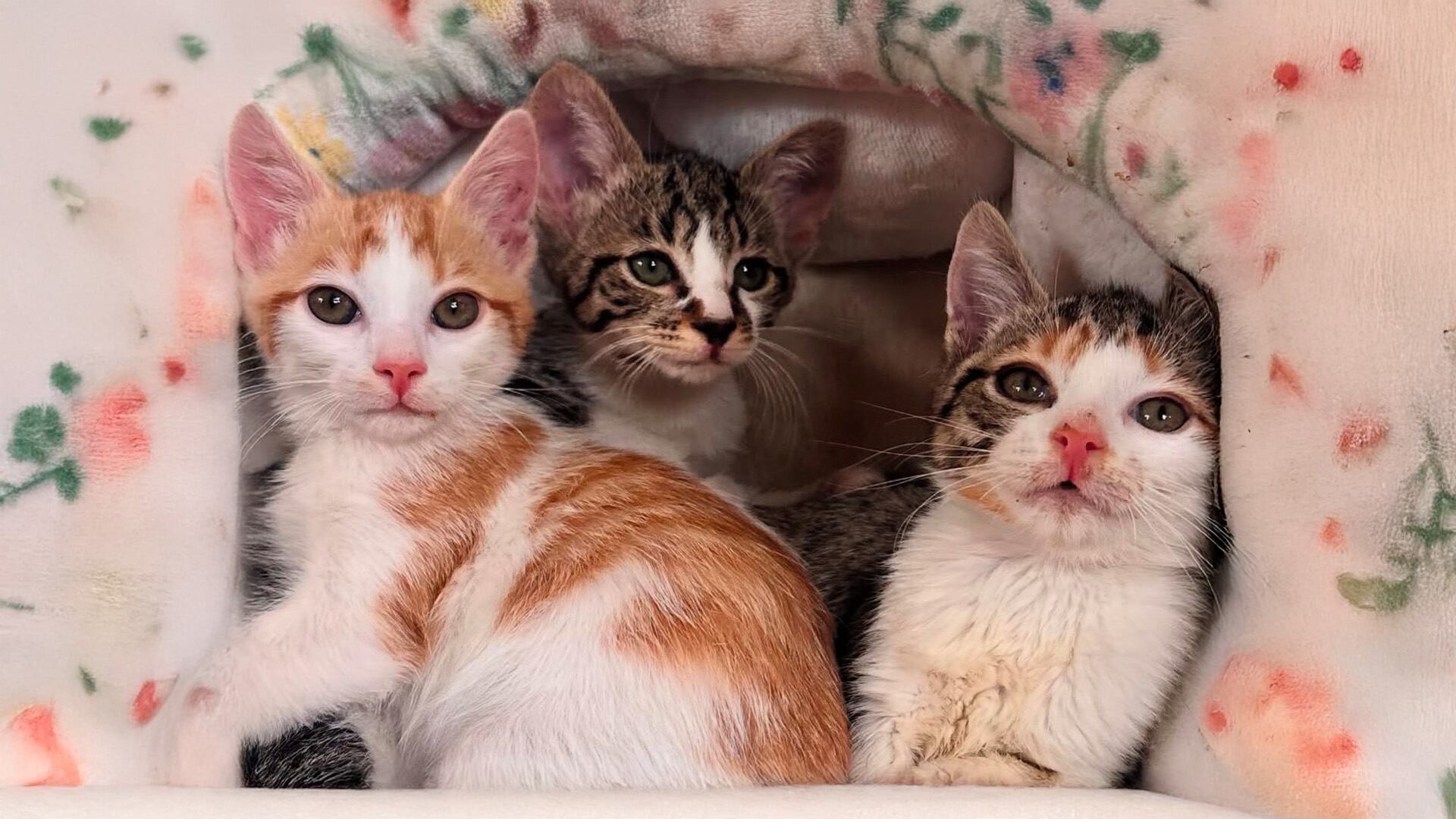 Macy Lyle, voluntaria de A Cat’s Life Rescue, cuida a Sasuke, Sakura y Naruto, gatitos que comenzaron a perder la capacidad de caminar sin diagnóstico claro. (IG/@riverdale_community_cats)