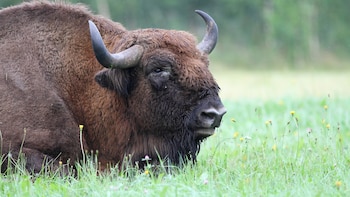 Introducen nueve bisontes en un pueblo de Guadalajara para prevenir incendios y recuperar ecosistemas perdidos: ¿es realmente una buena idea?