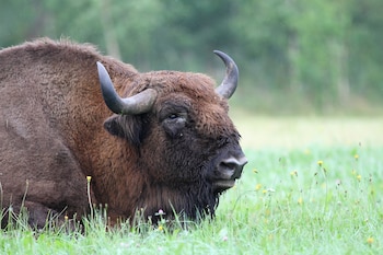 Ejemplar de bisonte europeo. (Bouke ten Cate/Wikimedia Commons)
