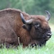 Introducen nueve bisontes en un pueblo de Guadalajara para prevenir incendios y recuperar ecosistemas perdidos: ¿es realmente una buena idea?