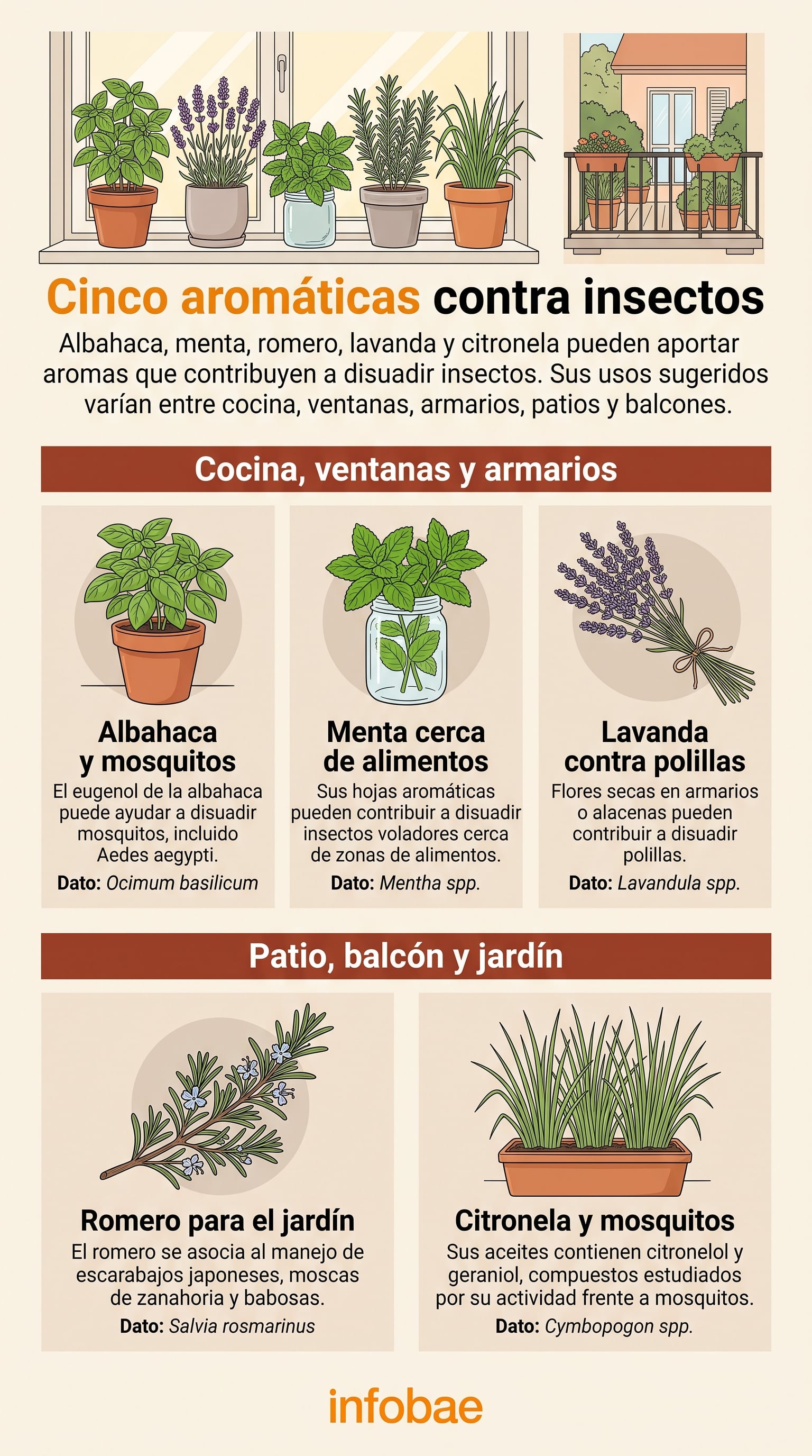 Cinco plantas aromáticas que contribuyen a disuadir insectos en el hogar. (Imagen Ilustrativa Infobae)