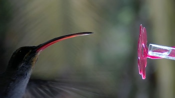 El sorprendente pico del colibrí
