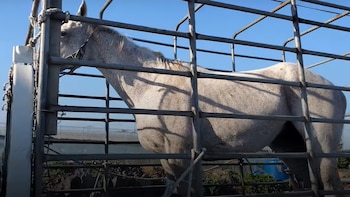 My elusive dream, hija del