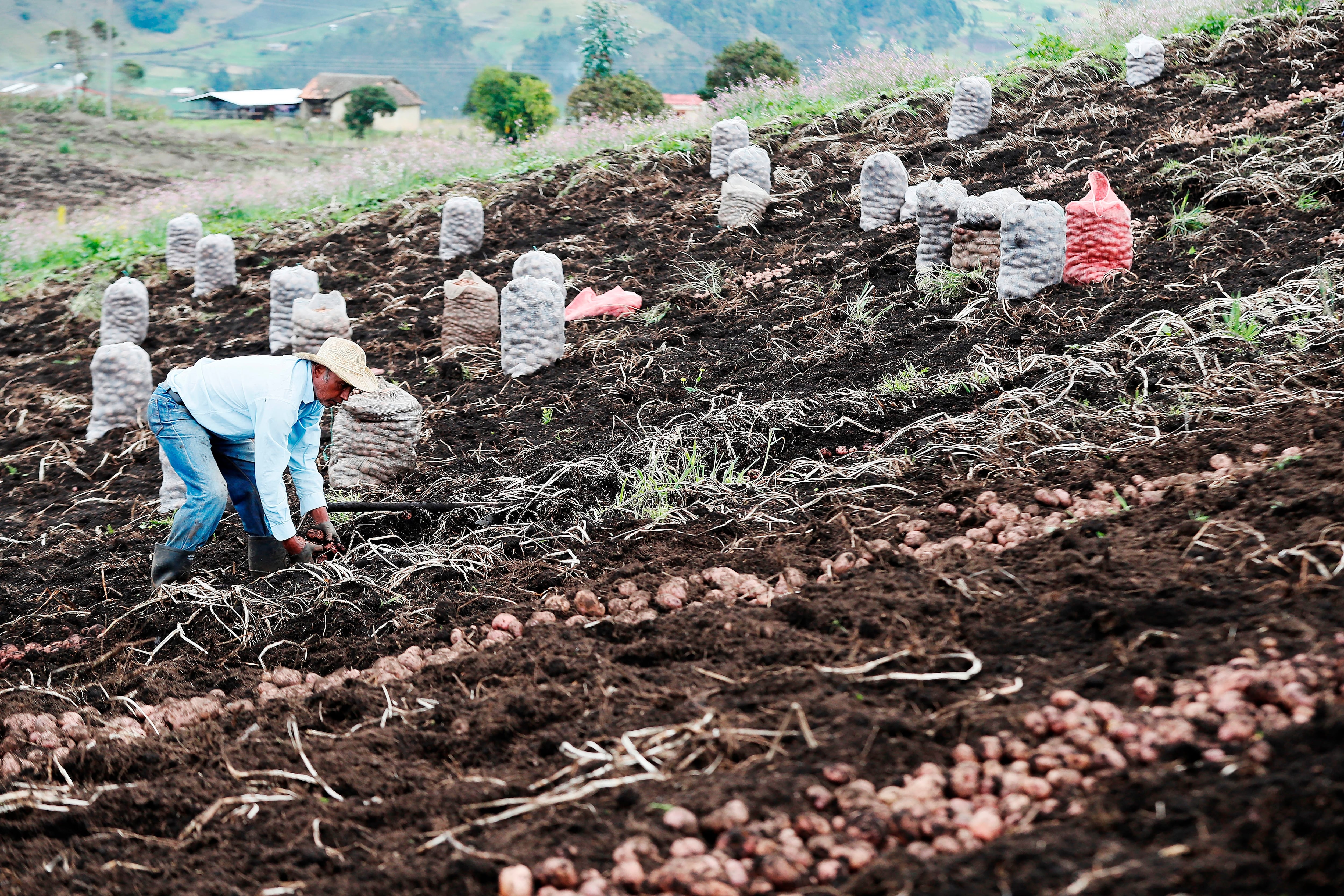 los sistemas agroalimentarios de la agricultura campesina y los planes de vida y desarrollo sostenible resultarían afectados por la acción popular impulsada por la concejala y el abogado - crédito Carlos Ortega/EFE
