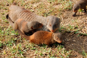 Hembra de mangosta con dos
